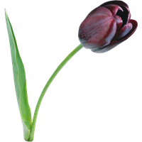 Tulip File