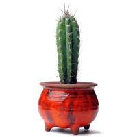 Cactus Plant File