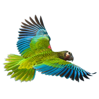 Flying Parrot Image