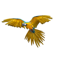 Flying Parrot Transparent