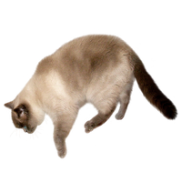 Cat Transparent Image