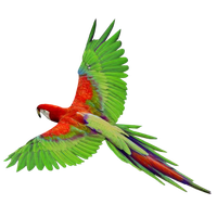 Flying Parrot Clipart