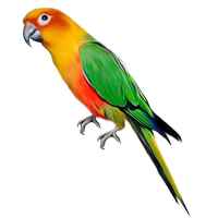 Indian Parrot File
