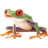 Frog Photos