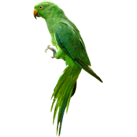 Indian Parrot Image
