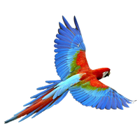 Flying Parrot Transparent Image