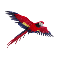 Flying Parrot Photos