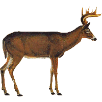Whitetail Deer Vitals