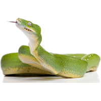 Green Snake Clipart