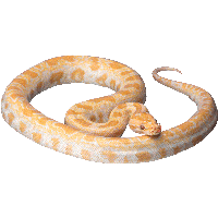 White Snake Png Image Picture Download 
