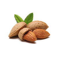 Almond Png File