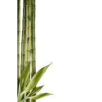 Bamboo Free Download Png