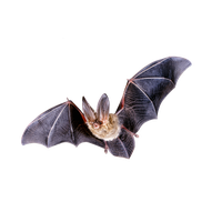 Bat Png Clipart