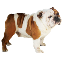 Bulldog Transparent
