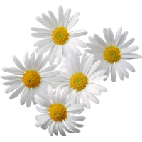 Camomile Png Clipart