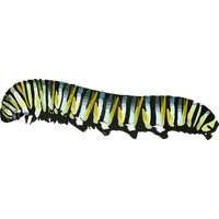 Caterpillar Png Picture