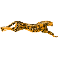 Cheetah Png Pic