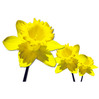 Daffodils Free Download Png