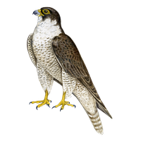 Falcon Png