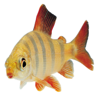 Fish Png 9