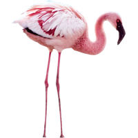 Flamingo Png File
