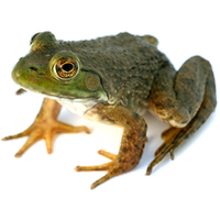 Frog Png 2