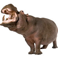 Hippopotamus Png