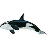 Killer Whale Png