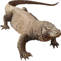 Komodo Dragon Png Image