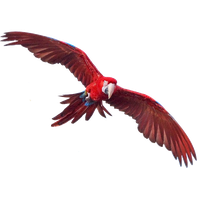 Macaw Free Png Image