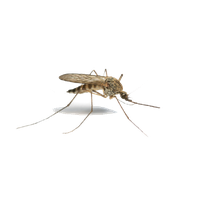 Mosquito Png Image