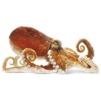 Octopus Png Image