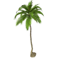 Palm Tree Png Pic