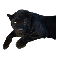 Panther Transparent