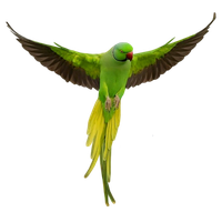 Parrot Download Png