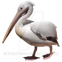 Pelican Png Picture