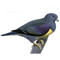 Pigeon Png Picture