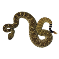 Rattlesnake Png Clipart