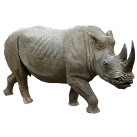 Rhinoceros Png Image