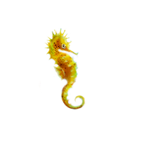 Seahorse Png Picture