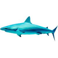 Shark Free Png Image