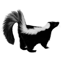 Skunk Png Picture
