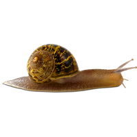 Snail Png Picture