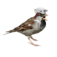 Sparrow Png Picture