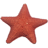 Starfish Png Image