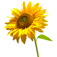 Sunflowers High-Quality Png