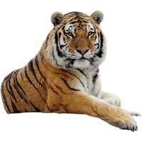 Tiger Free Png Image