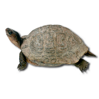 Tortoise Png Image