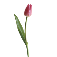 Tulip Png Clipart
