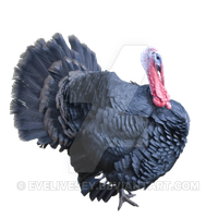 Turkey Png Clipart